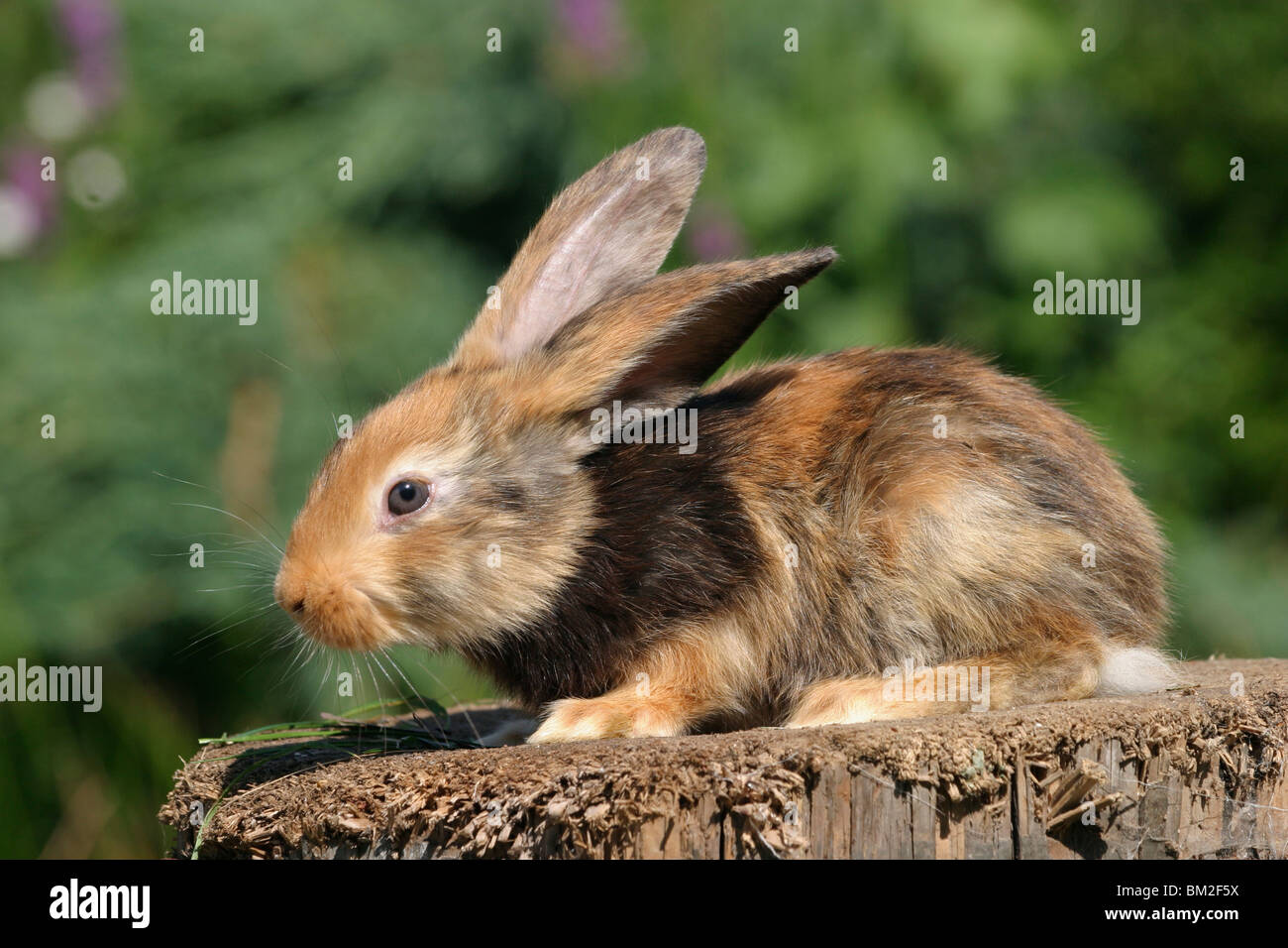 Kaninchen / Rabbit Stock Photo - Alamy