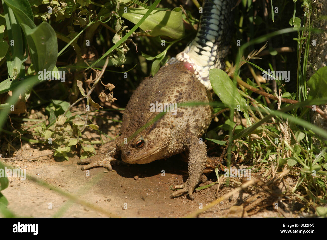 Ringelnatter frißt Kröte / ring snake with toad Stock Photo