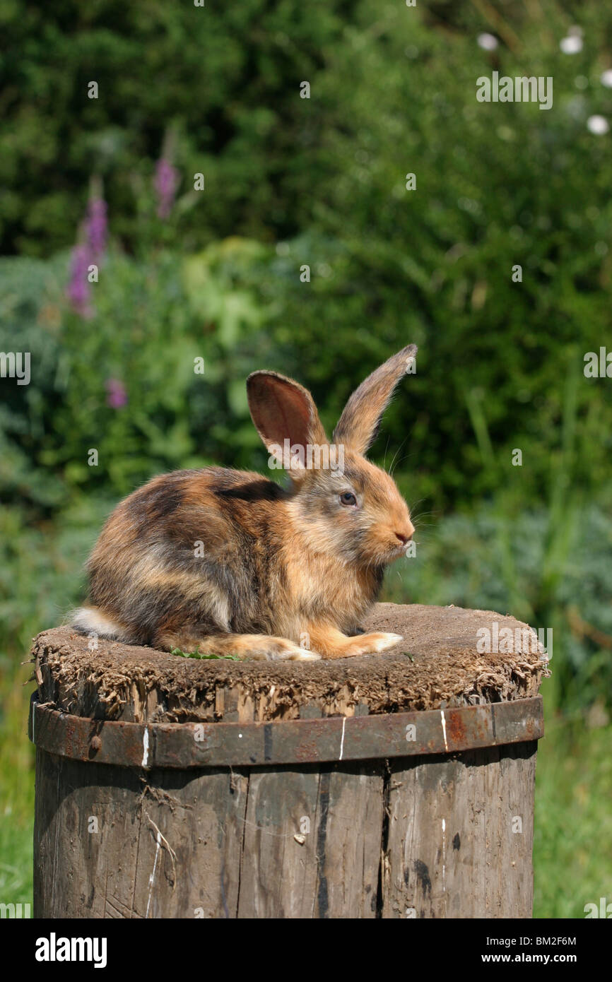 Kaninchen / Rabbit Stock Photo - Alamy