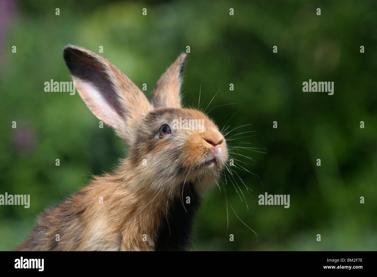 Kaninchen / Rabbit Portrait Stock Photo