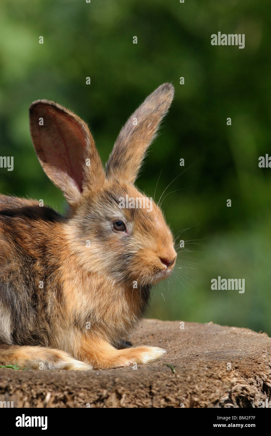 Kaninchen / Rabbit Stock Photo - Alamy