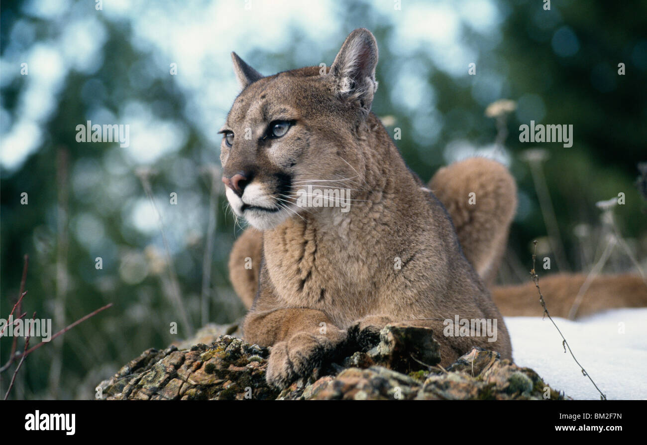 Mountain lion (Puma concolor) resting on a rock Stock Photo - Alamy