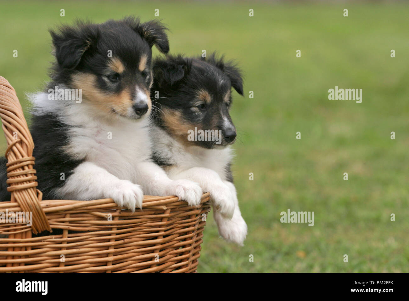 Sheltie Welpe im Körbchen / Sheltie Puppy in the basket Stock Photo