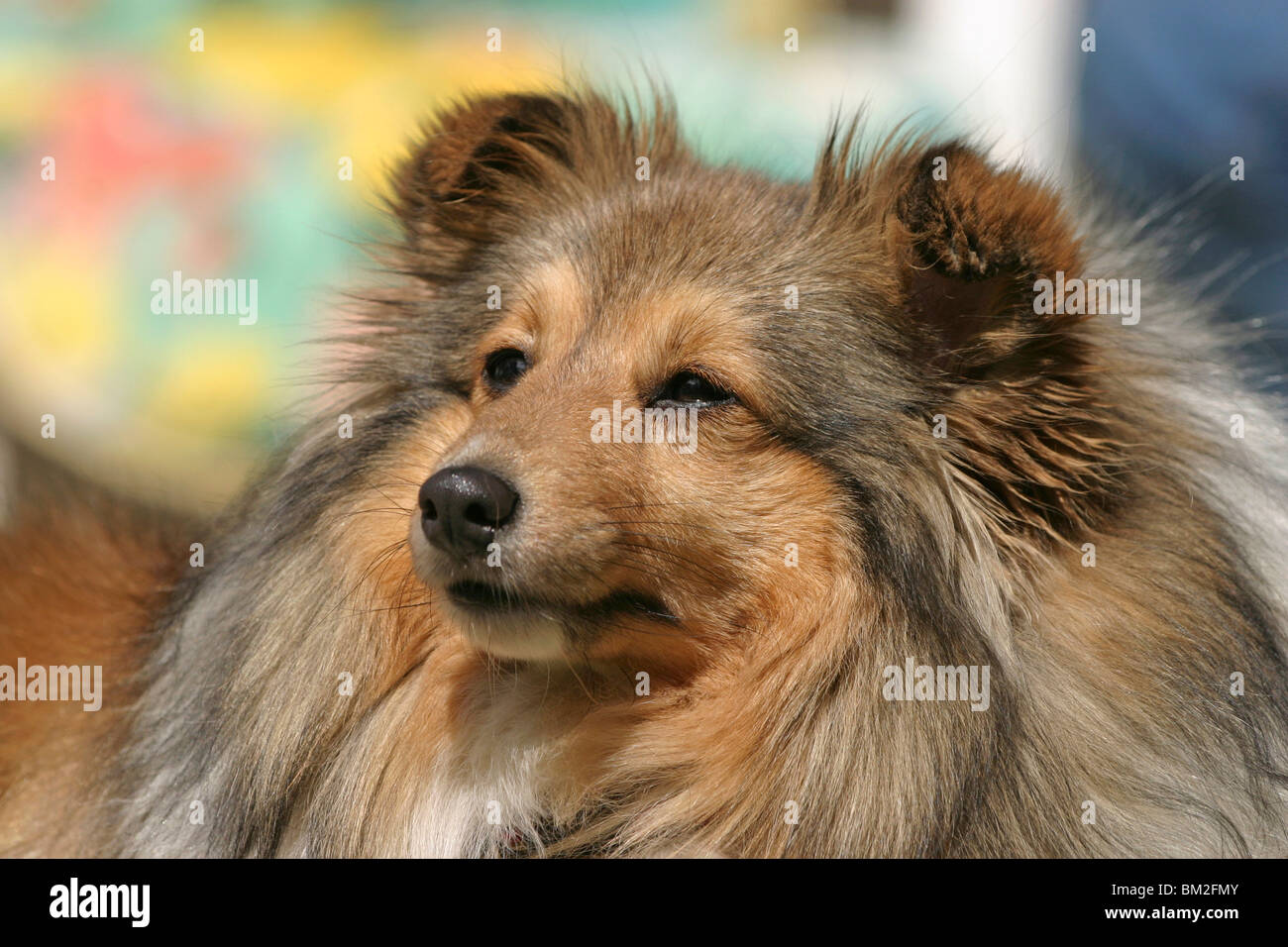 Shetland Sheepdog Portrait Stock Photo - Alamy