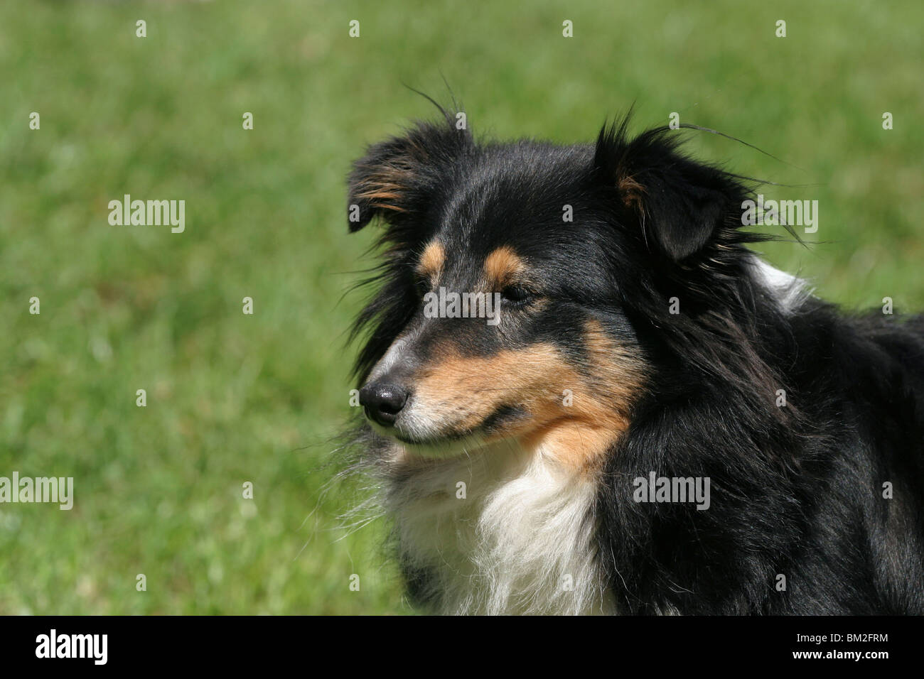 Shetland Sheepdog Portrait Stock Photo - Alamy