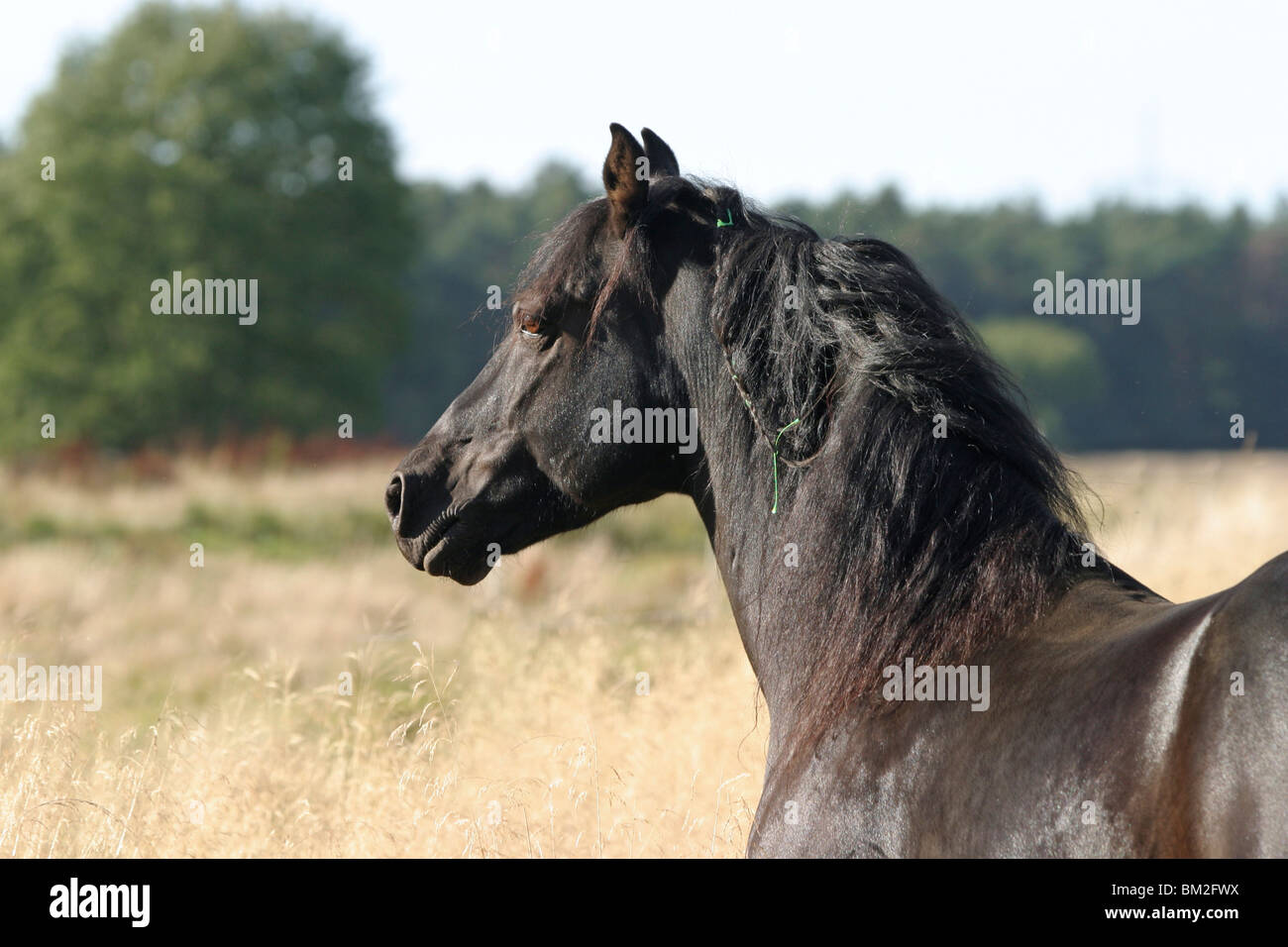 Morgan Cheval Morgan Horse Portrait Stock Photo - Alamy