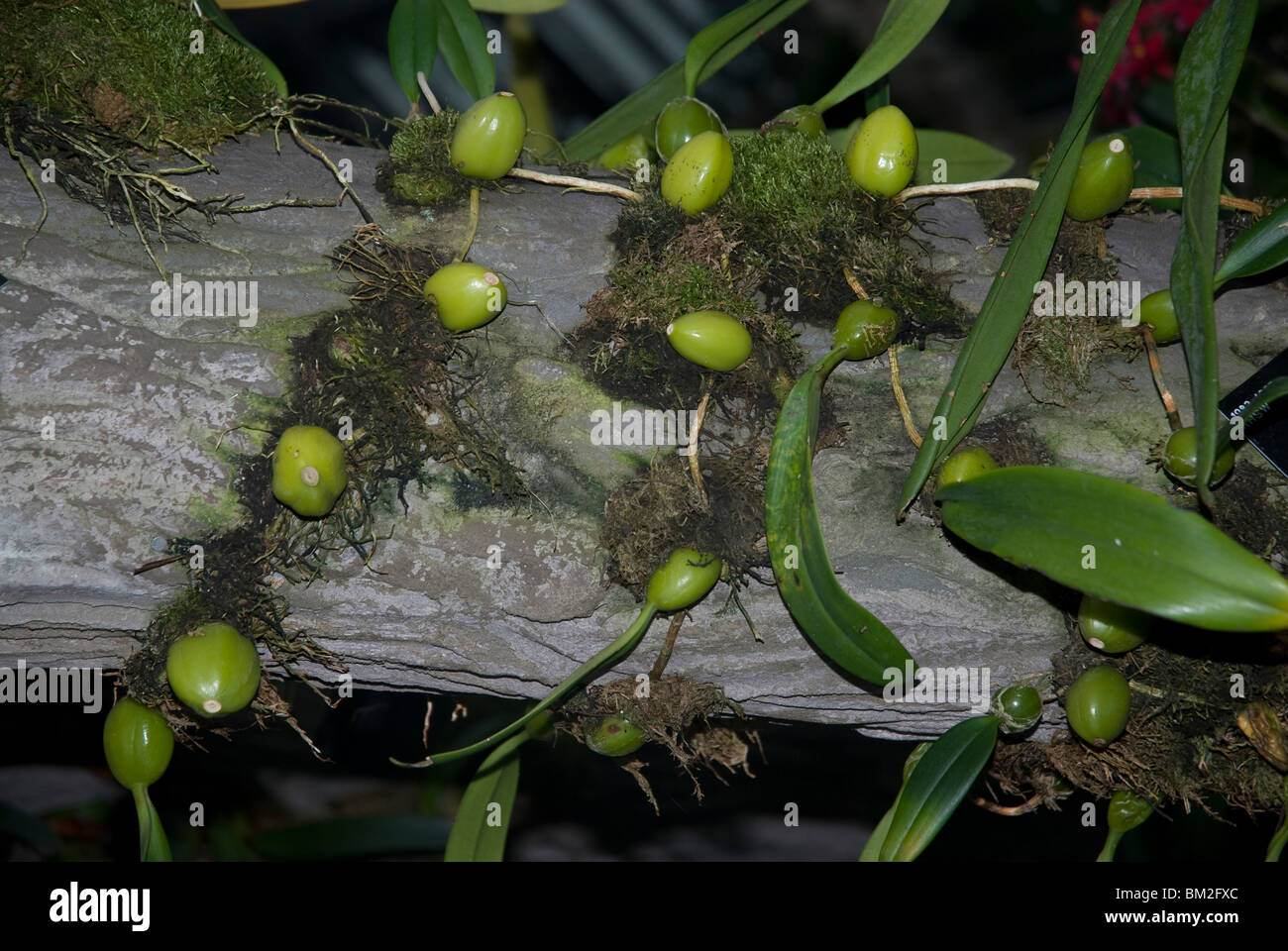bulbophyllum crassipes orchidaceae growing in a greenhouse in West London UK Stock Photo