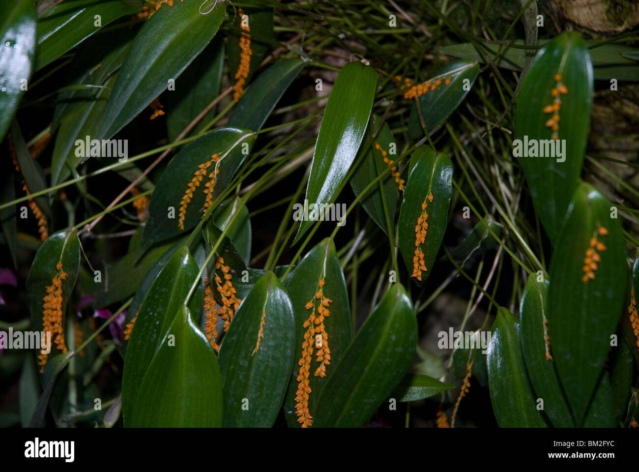 Pleurothallis Truncata orchidaceae growing in a greenhouse in West London UK Stock Photo