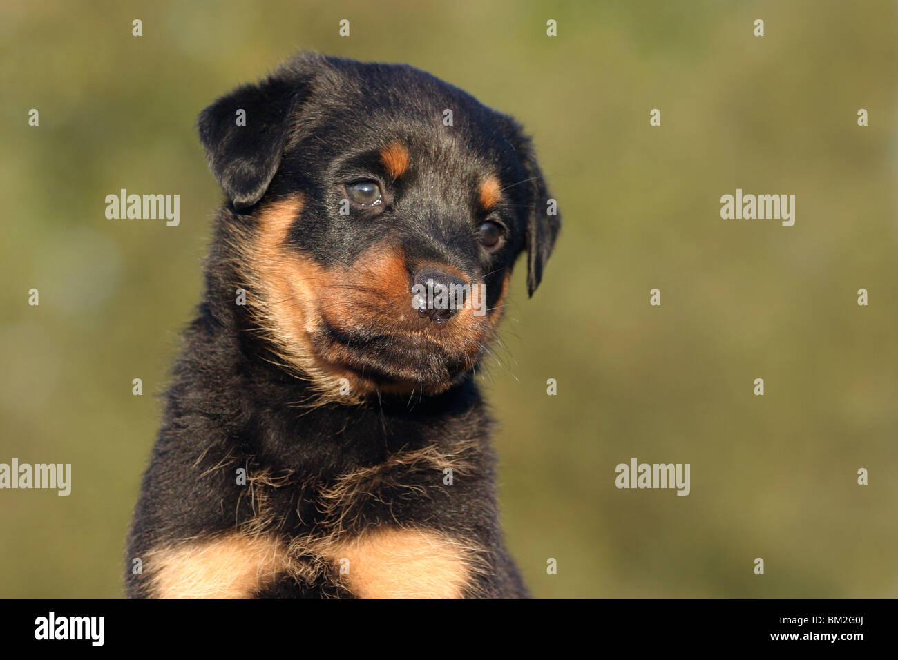 rottweiler cross mastiff puppies