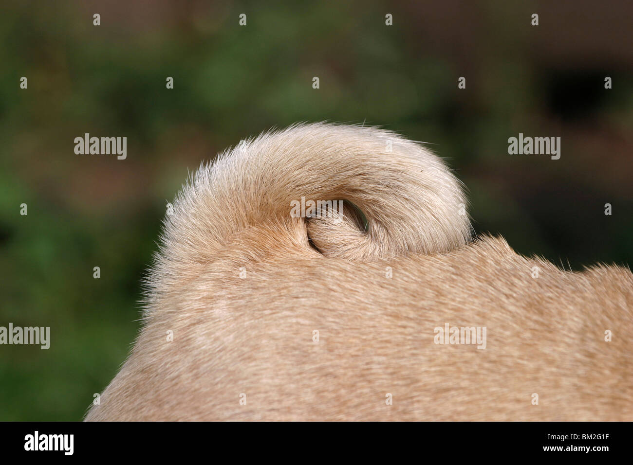 Ringelschwanz des Mopses / tail of the Pug Stock Photo