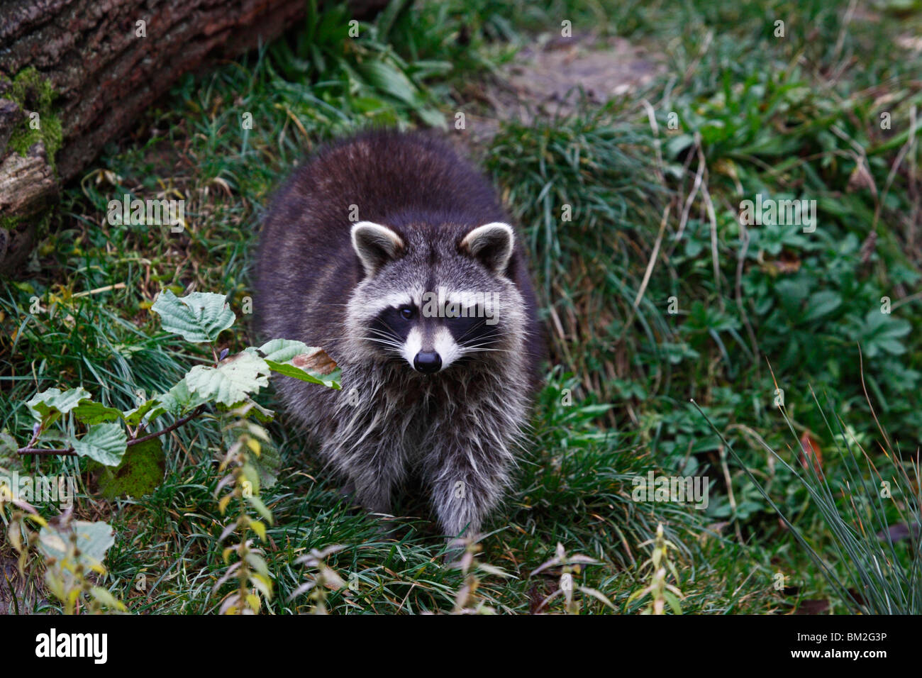 Waschbär, raccoon, Procyon, lotor Stock Photo