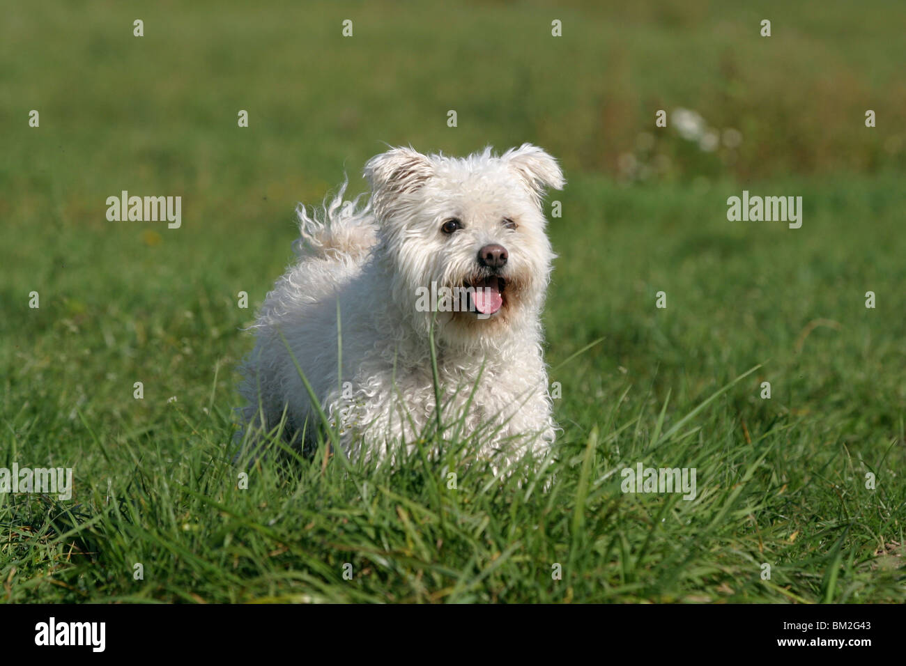 Pumi steht in der Wiese / dog in the meadow Stock Photo