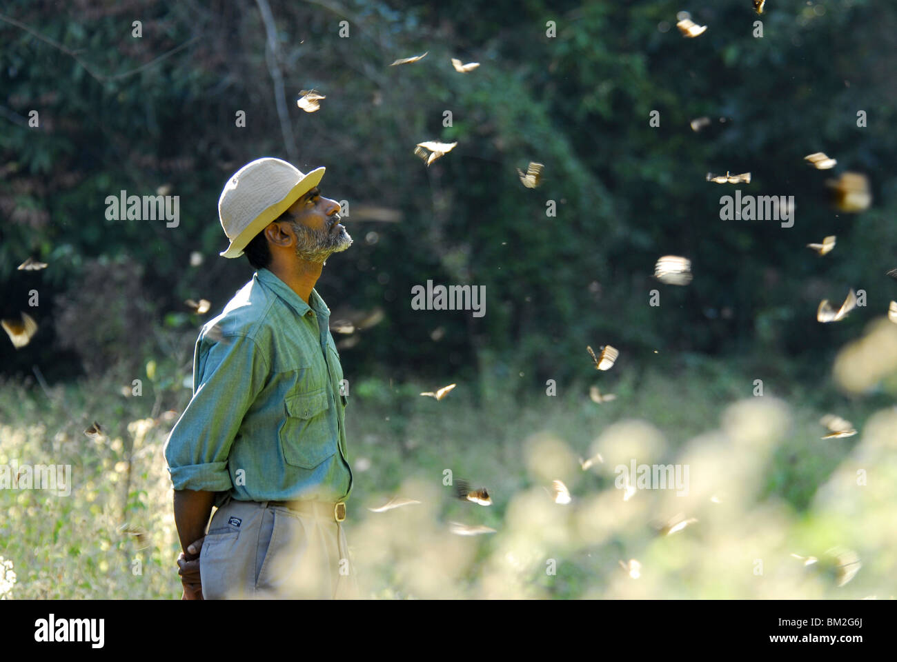 Migration of butterflies, Chimmini Sactuary, Thrissur, Kerala, India Stock Photo