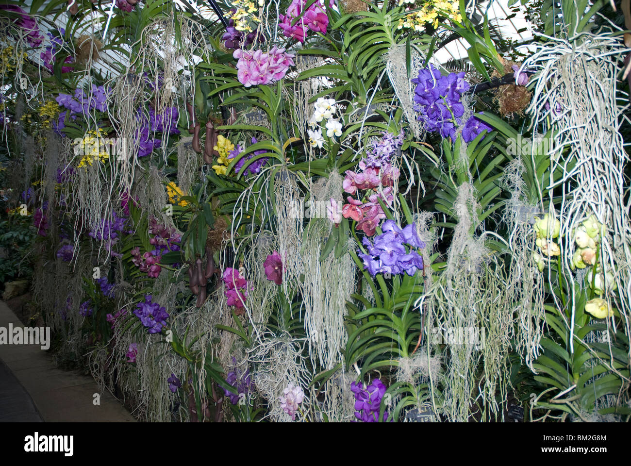 Display of brightly coloured flowering Vanda orchids in West London UK Stock Photo