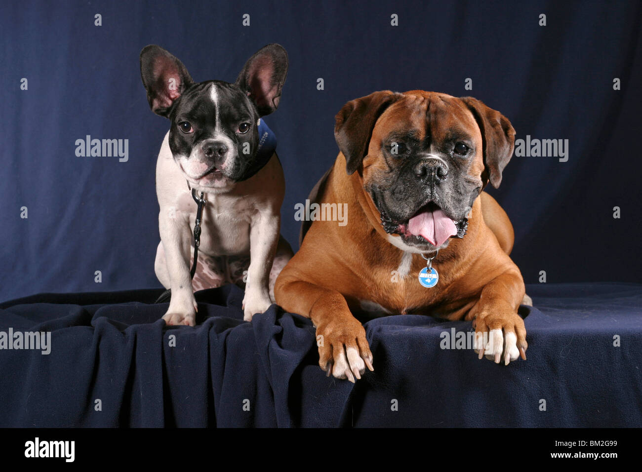 Boxer & Französische Bulldogge / Boxer & French Bulldog Stock Photo - Alamy