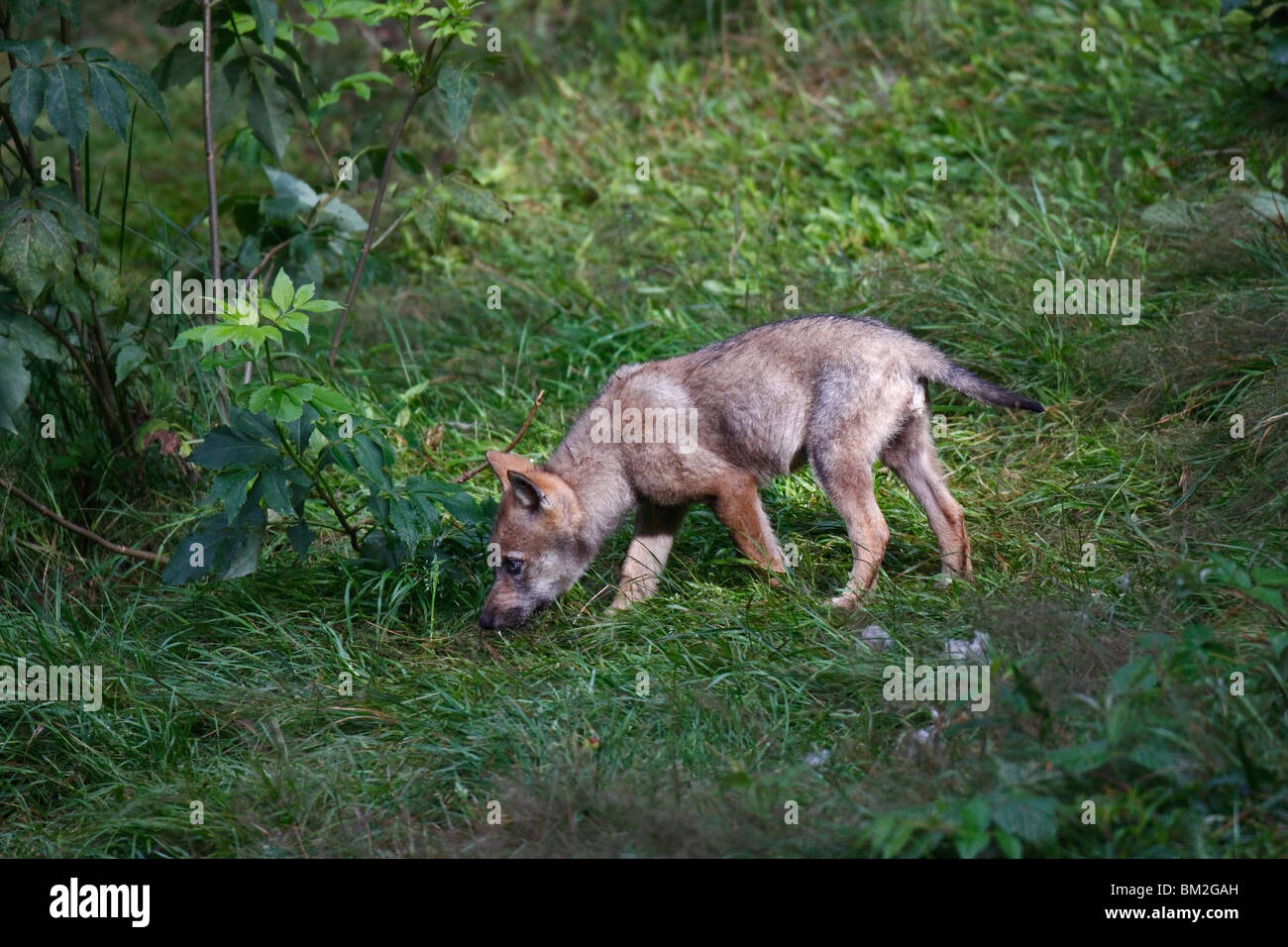 Wolf, Canis, lupus, jung,welpe, jungtier Stock Photo