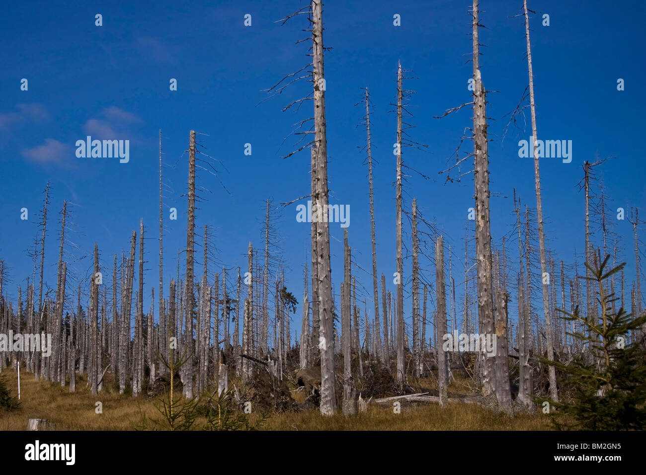 Forest decline in Sumava forest Stock Photo