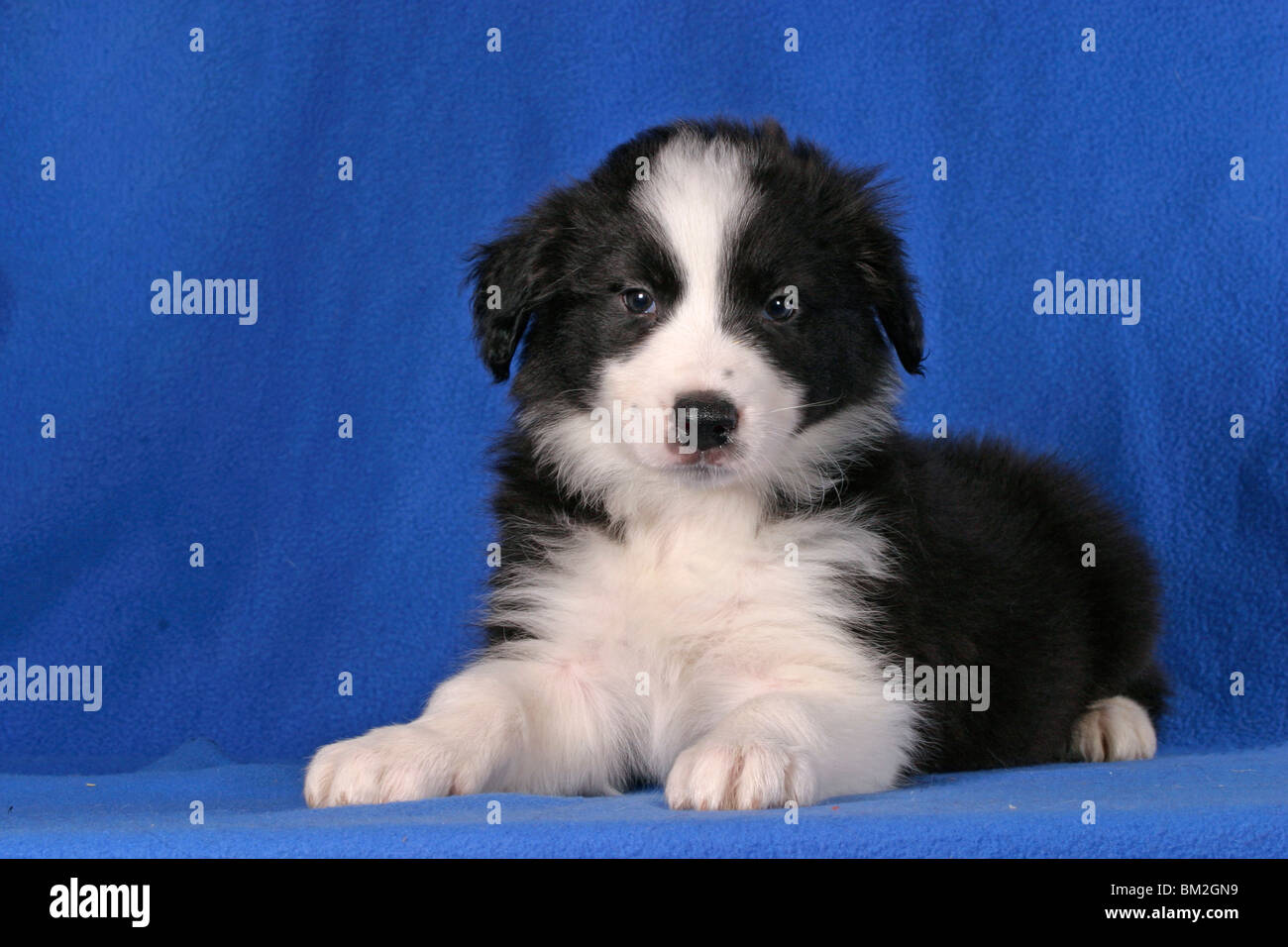 Border Collie Welpen High Resolution Stock Photography and Images - Alamy