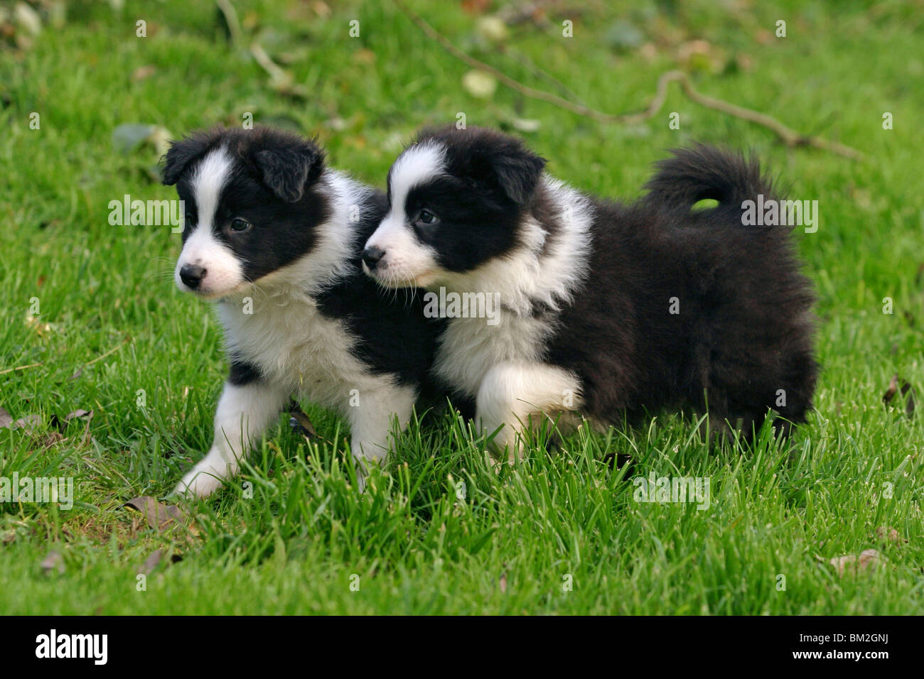 Border collie welpen hunde whelps hi-res stock photography and - Alamy