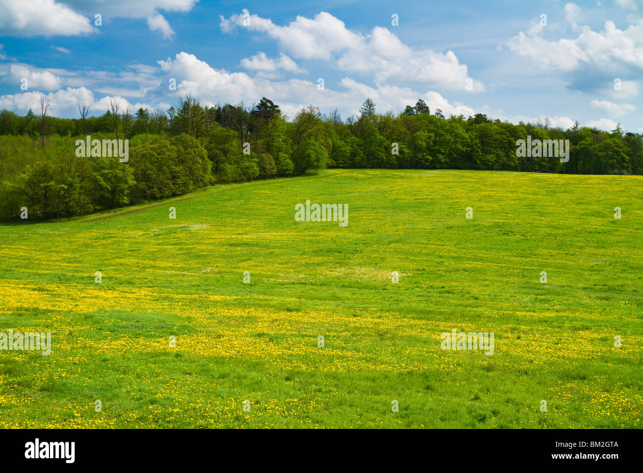 Green spring meadow with trees behind and sky above. Stock Photo