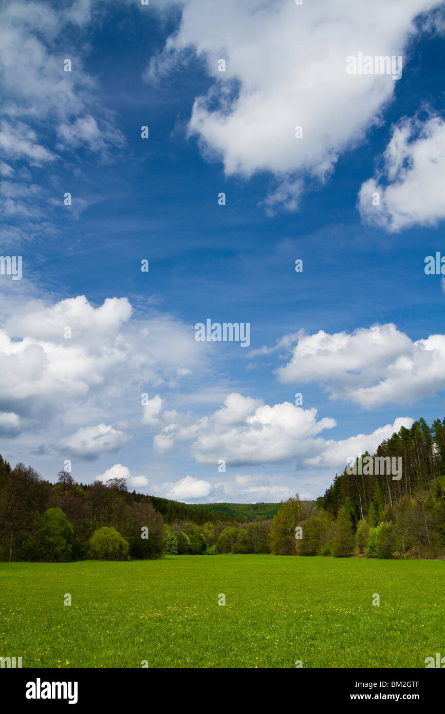 Green meadow with trees in the background and sky above in the spring. Portrait orientation. Stock Photo