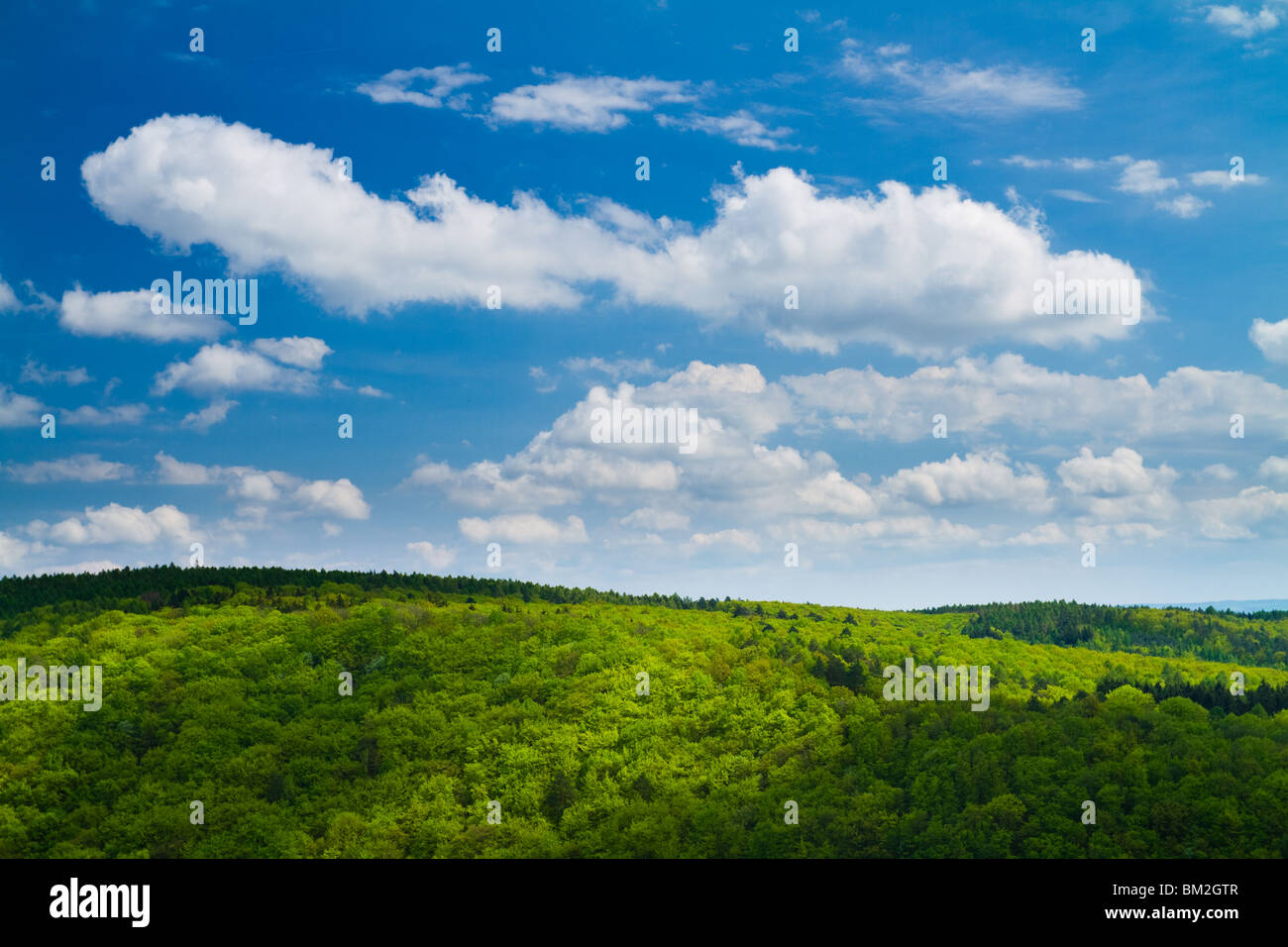 Beautiful green trees in spring with blue sky above. Stock Photo