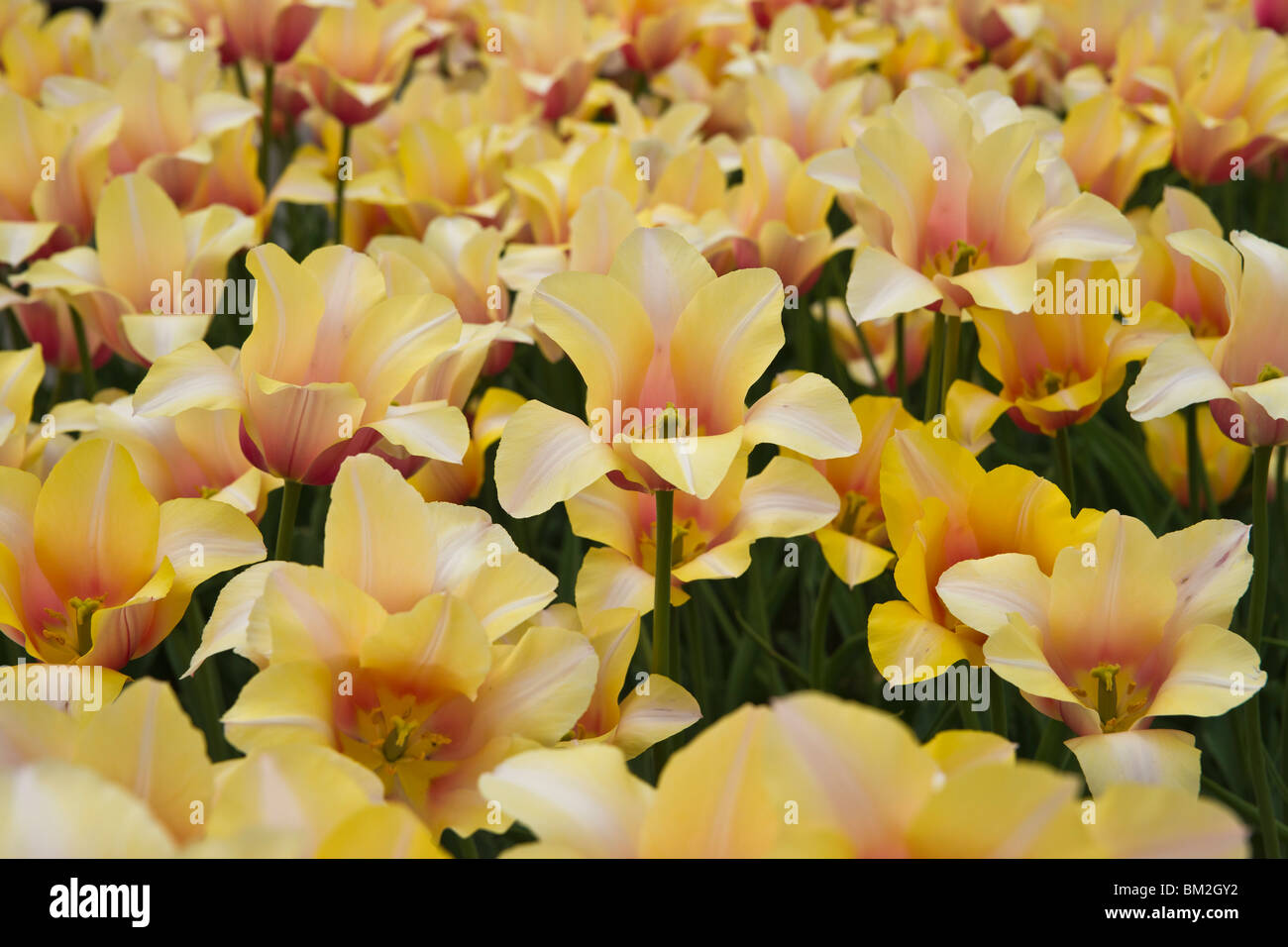 Flowers Tulip Blushing Lady High Resolution Stock Photography And Images Alamy
