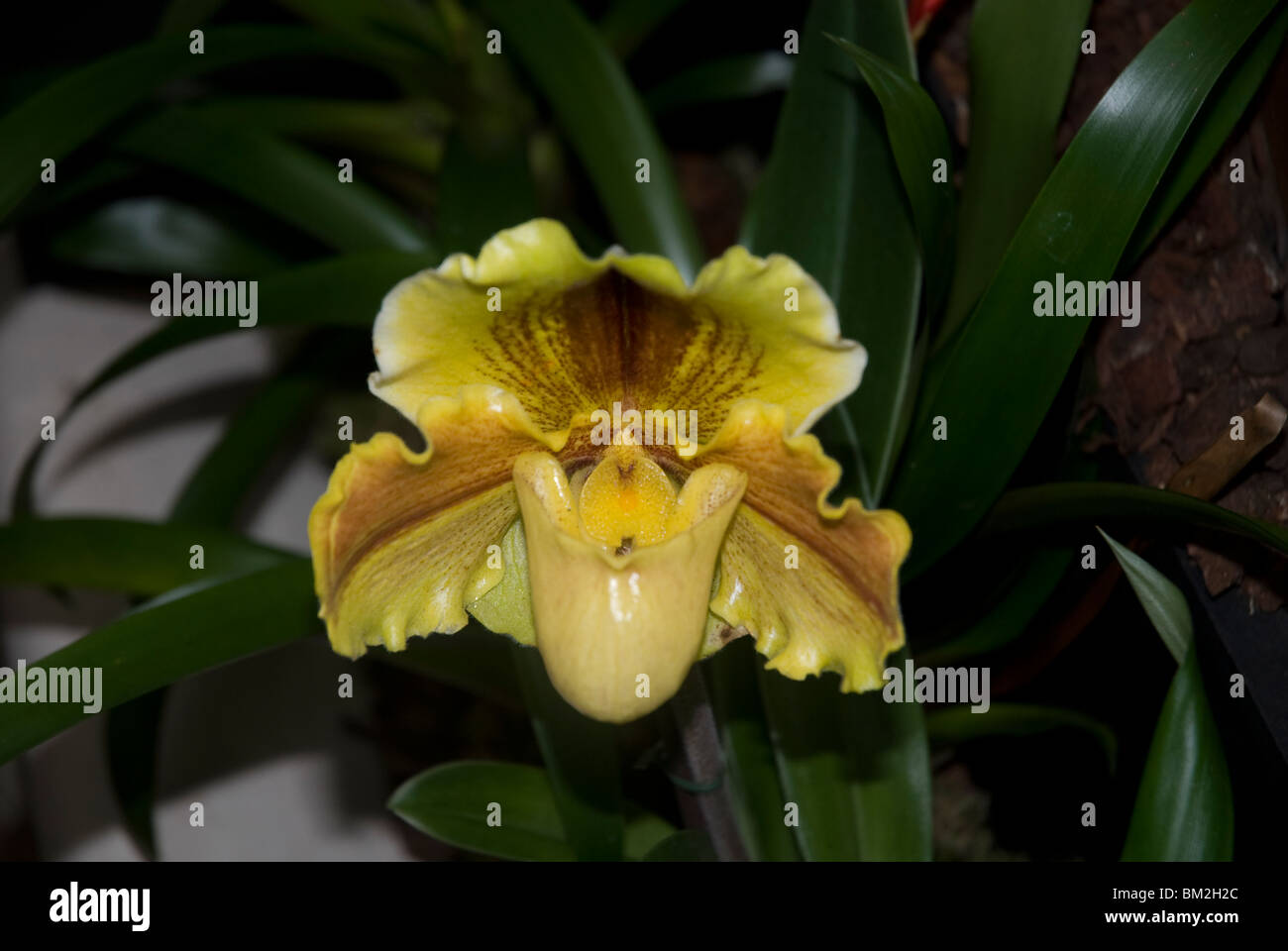 Paphiopedilum or Lady Slipper orchid West London UK Stock Photo