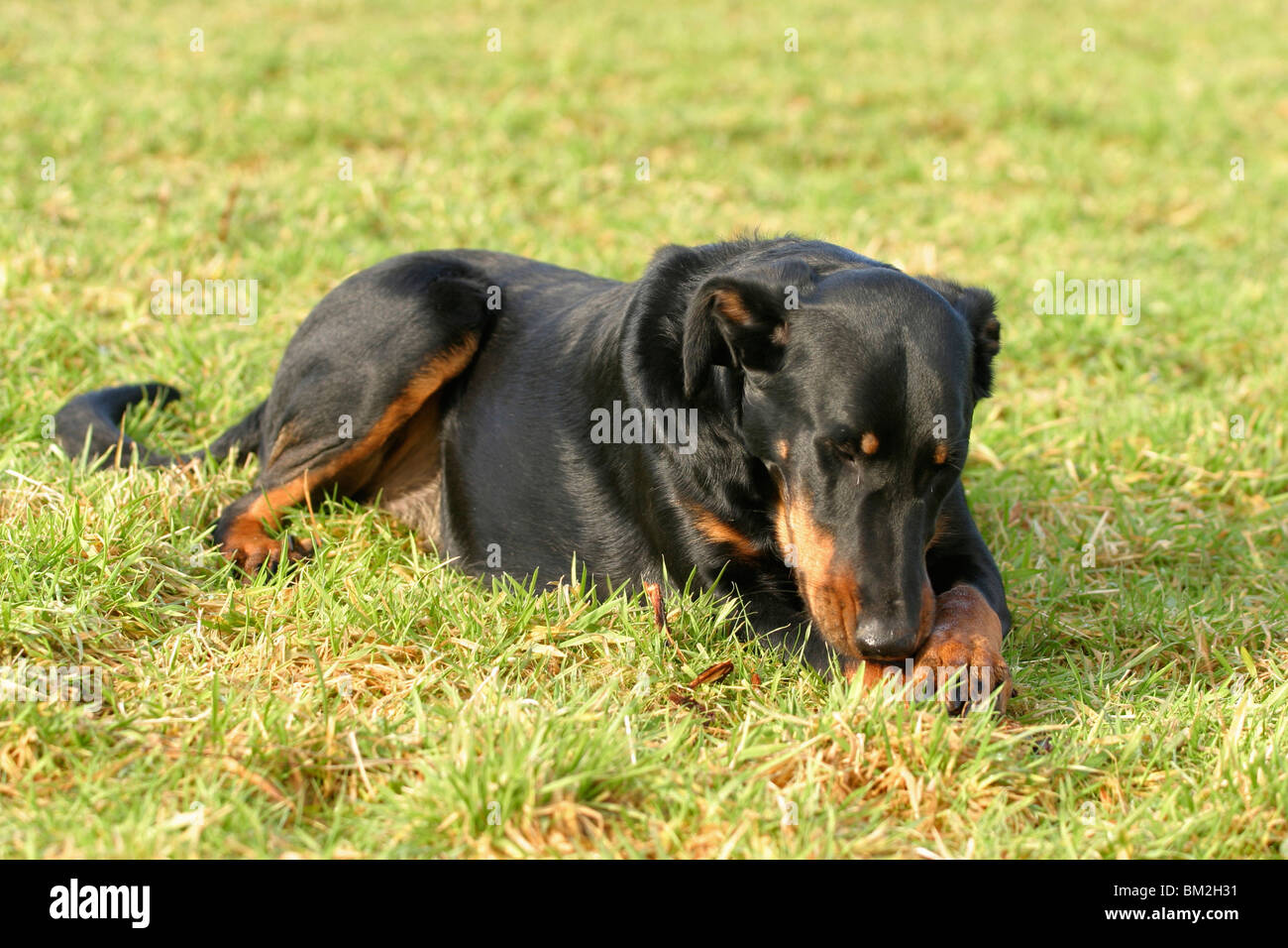 Liegender Beauceron / lying beauceron Stock Photo Alamy