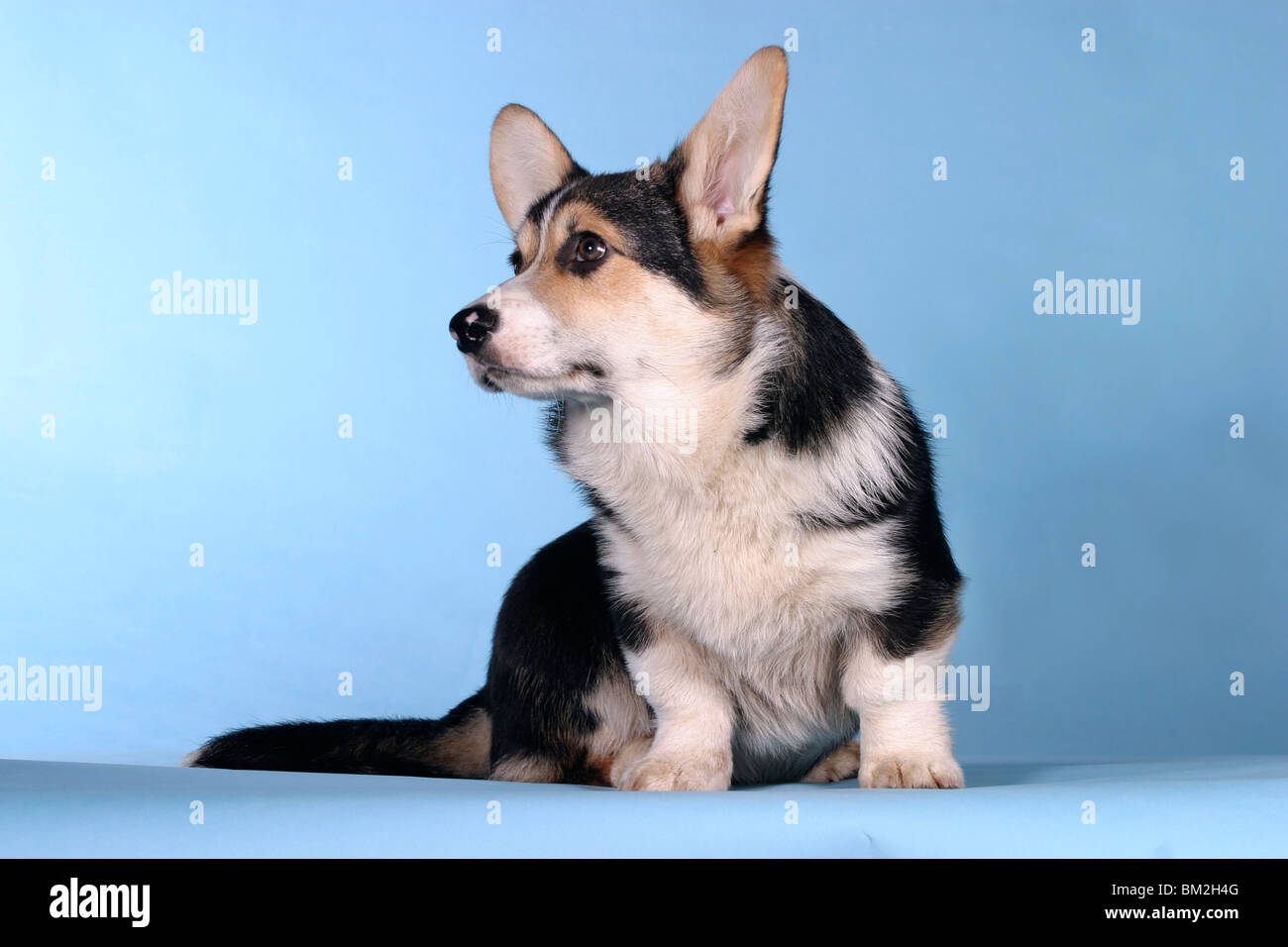 Treibhunde short hair shorthair shorthaired short haired hg blau hg  hellblau bg blue bg lightblue hi-res stock photography and images - Alamy