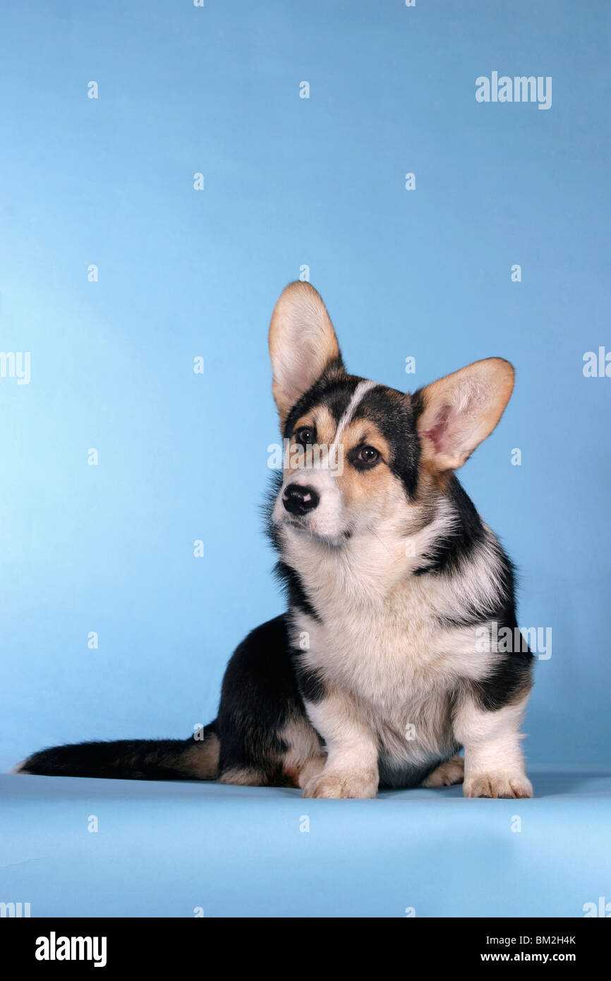 Tricolor corgi sitting hi-res stock photography and images - Alamy