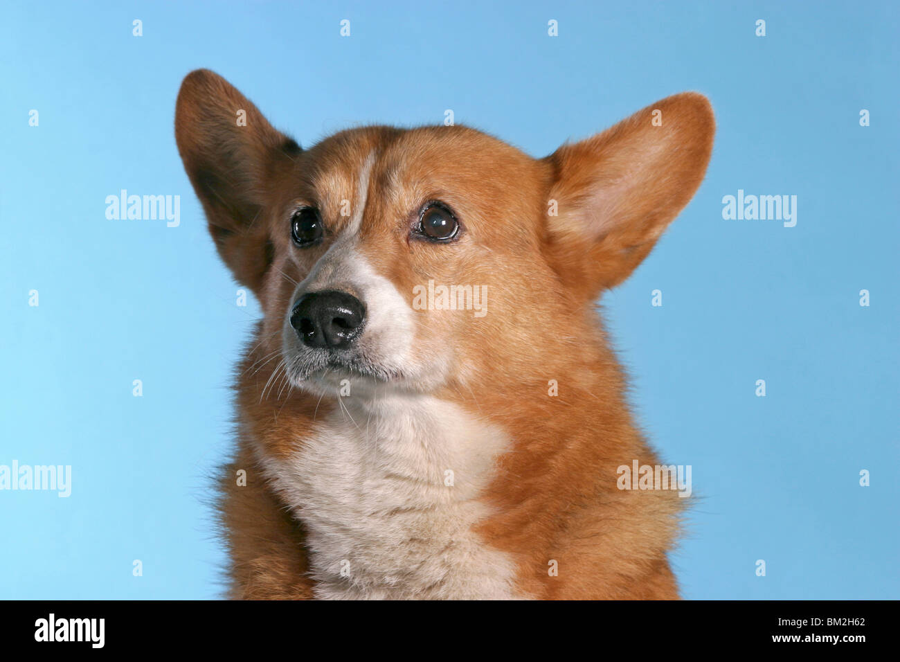 Pembroke welsh corgis herding hi-res stock photography and images - Alamy