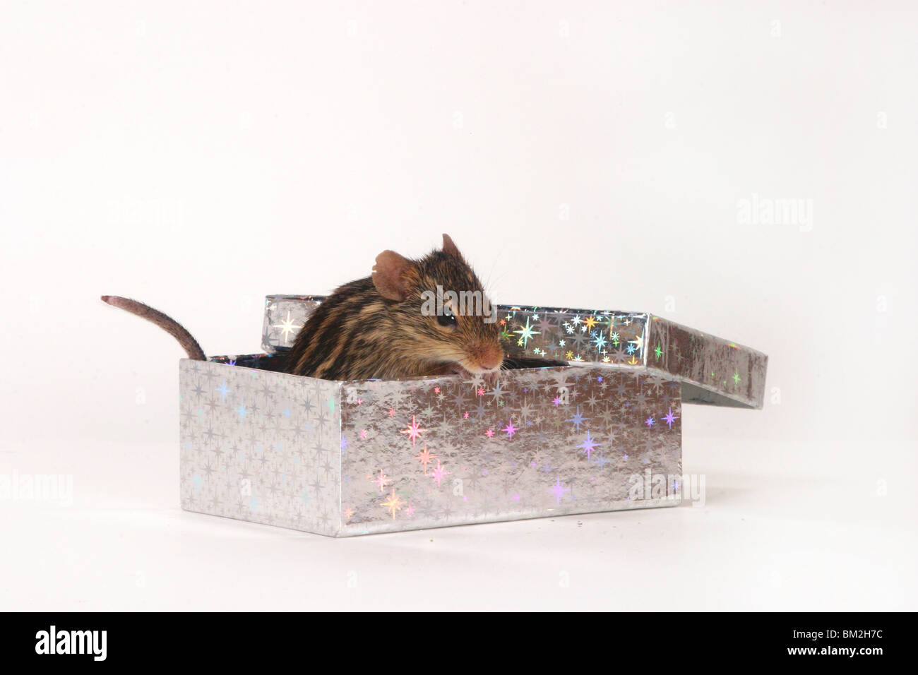 Streifenmaus in Schachtel / stripped gras mouse Stock Photo
