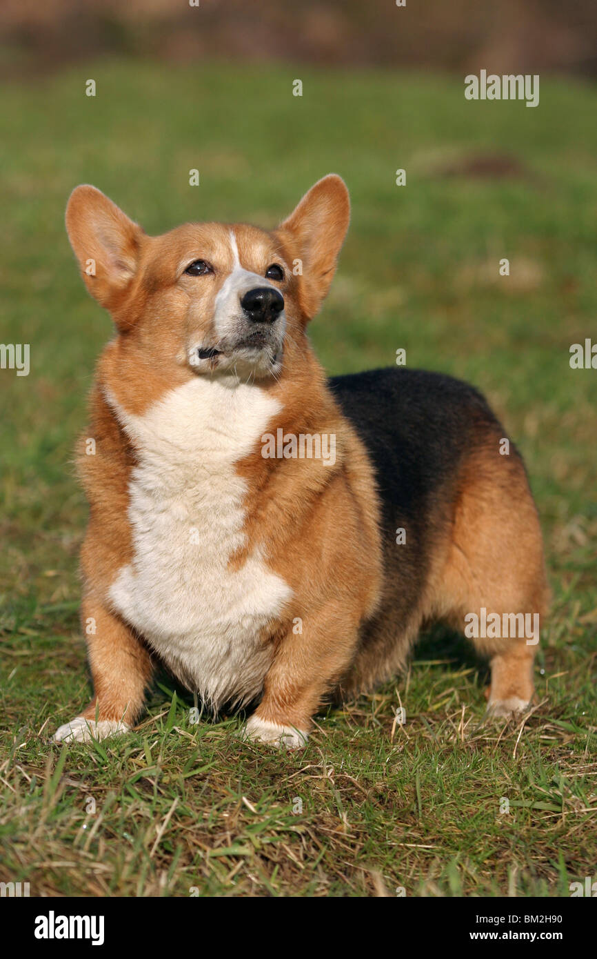 Pembroke welsh corgis herding hi-res stock photography and images - Alamy