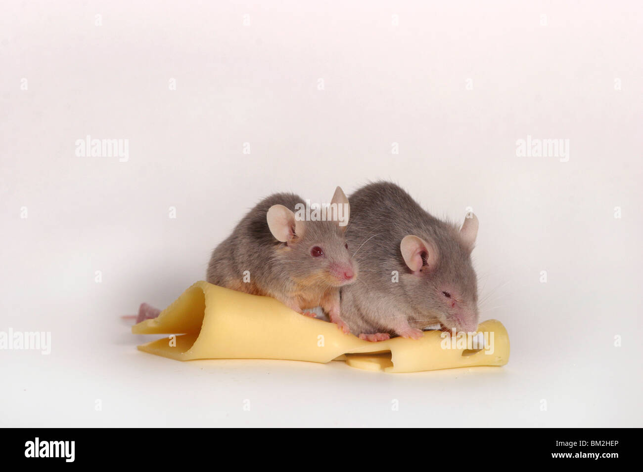 Mäuse mit Käse / mice with cheese Stock Photo