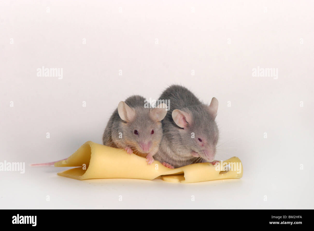 Mäuse mit Käse / mice with cheese Stock Photo