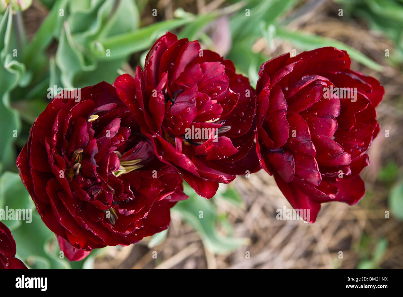 A closeup of three blooming maroon Uncle Tom tulips taken in Holland