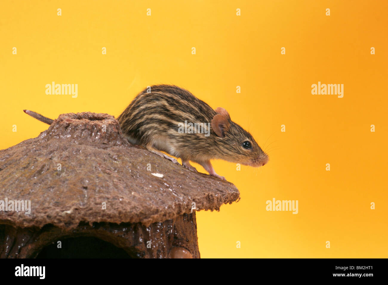 Afrikanische Streifengrasmaus / mouse Stock Photo