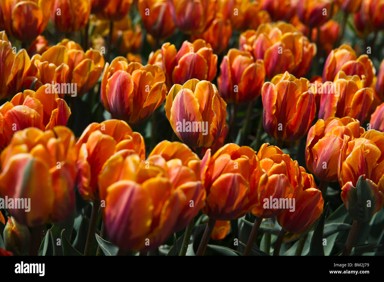 Orange Princess Irene tulips in Holland Michigan  from above top view nobody hi-res Stock Photo