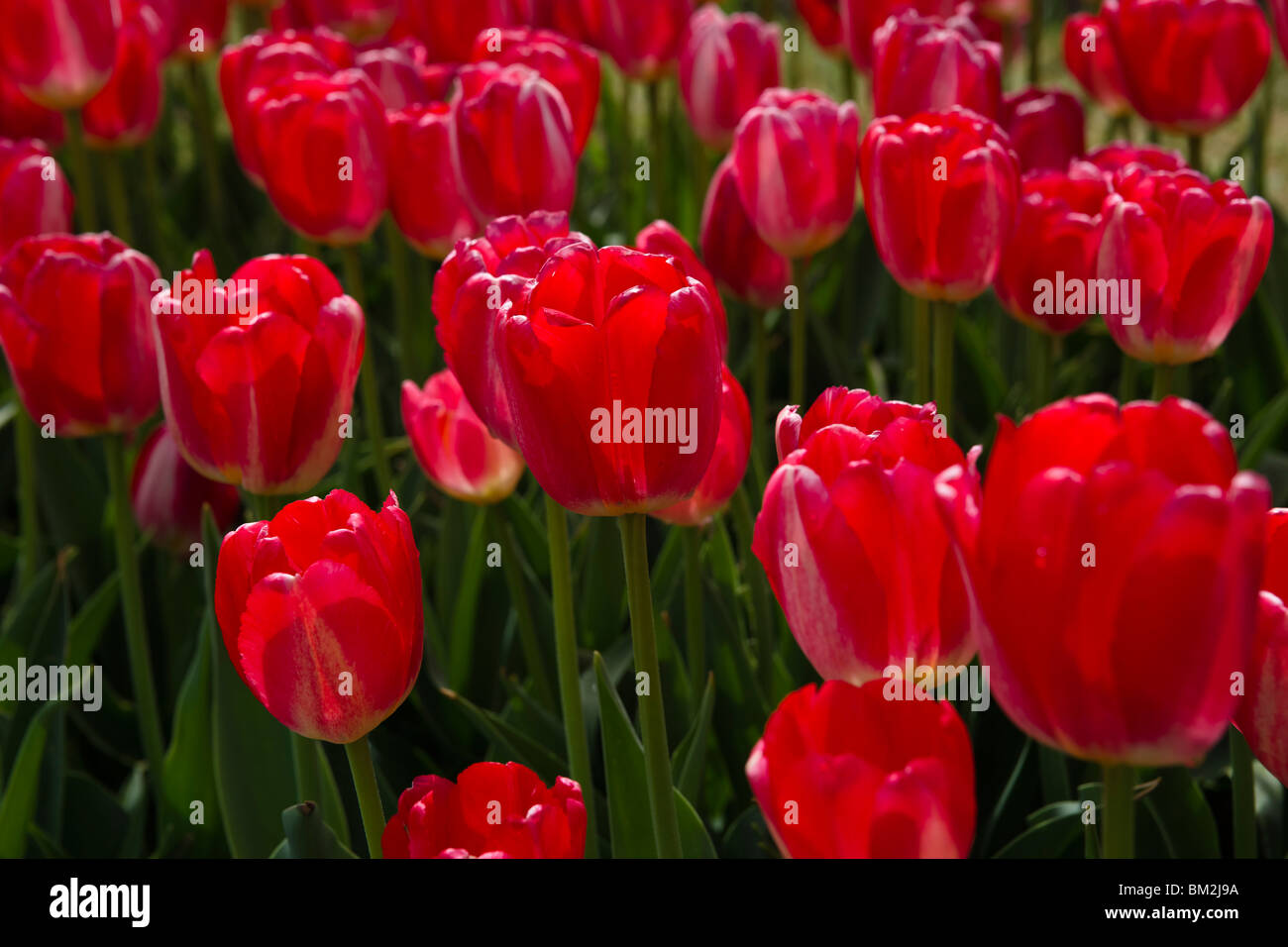 Blooming multicolored red rose Preludium tulips in Holland Michigan from above top view nobody hi-res Stock Photo