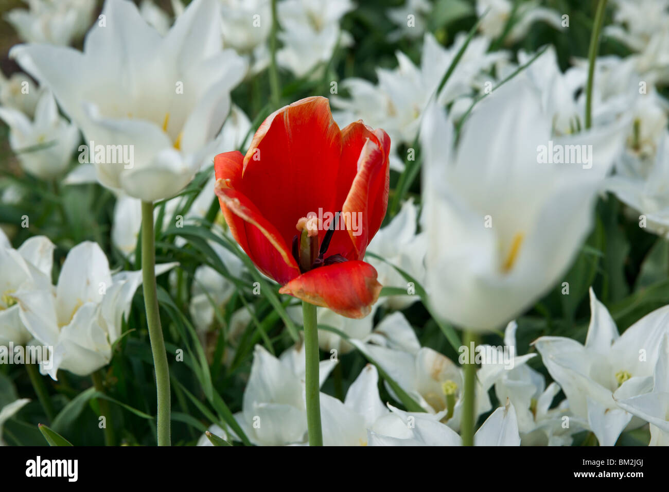 A single blooming red tulip flower mixed between all white tulips in