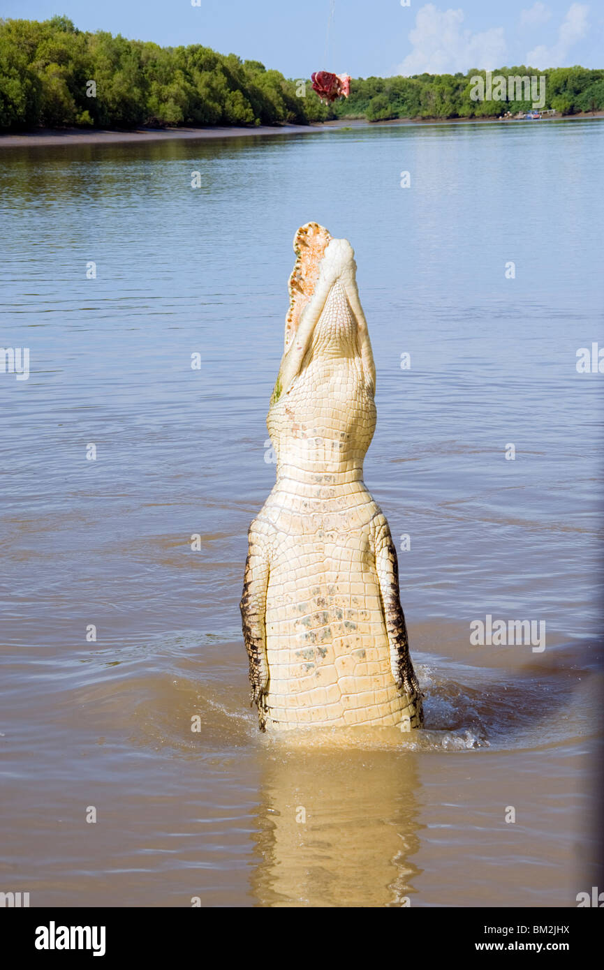 https://c8.alamy.com/comp/BM2JHX/a-jumping-australian-saltwater-crocodile-on-the-adelaide-river-in-BM2JHX.jpg