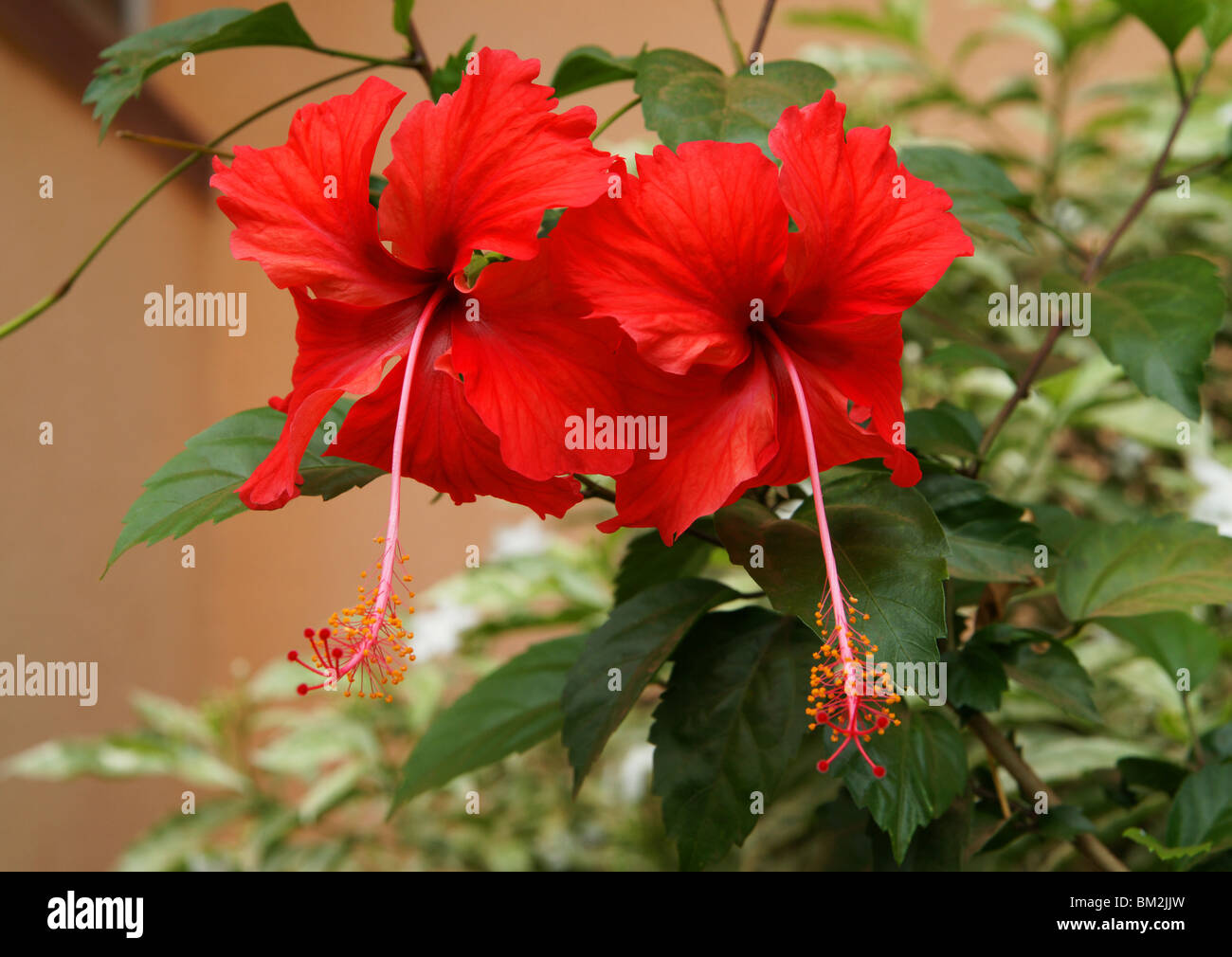 THERE are more than two hundred species of herbs, shrubs and small