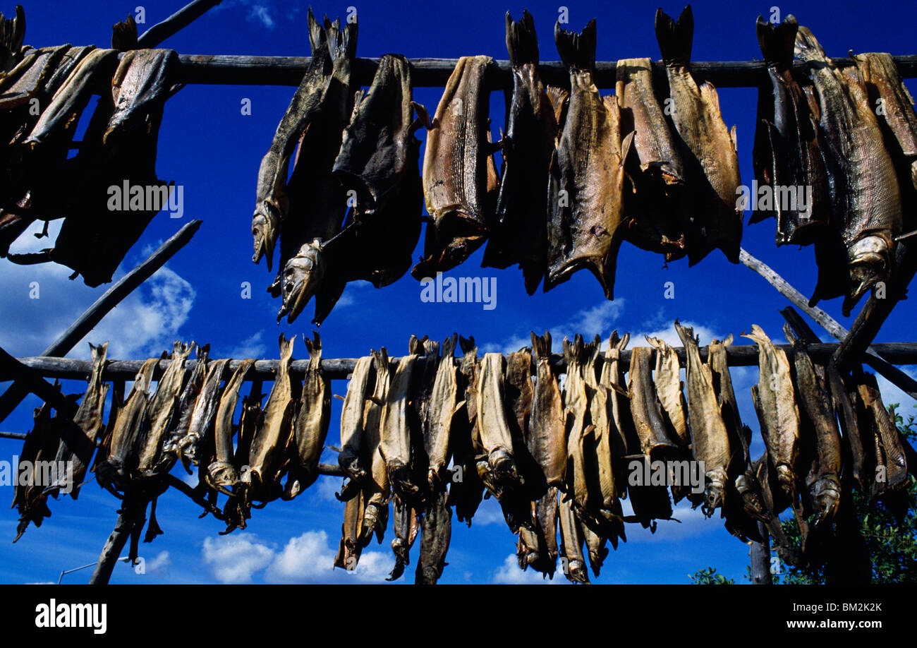 Drying fish alaska hi-res stock photography and images - Alamy