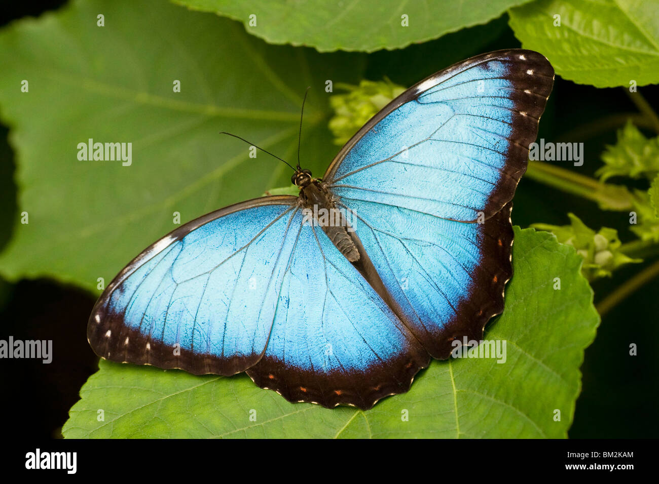 Peleides Blue Morpho butterfly (Morpho peleides) perching on a plant Stock Photo