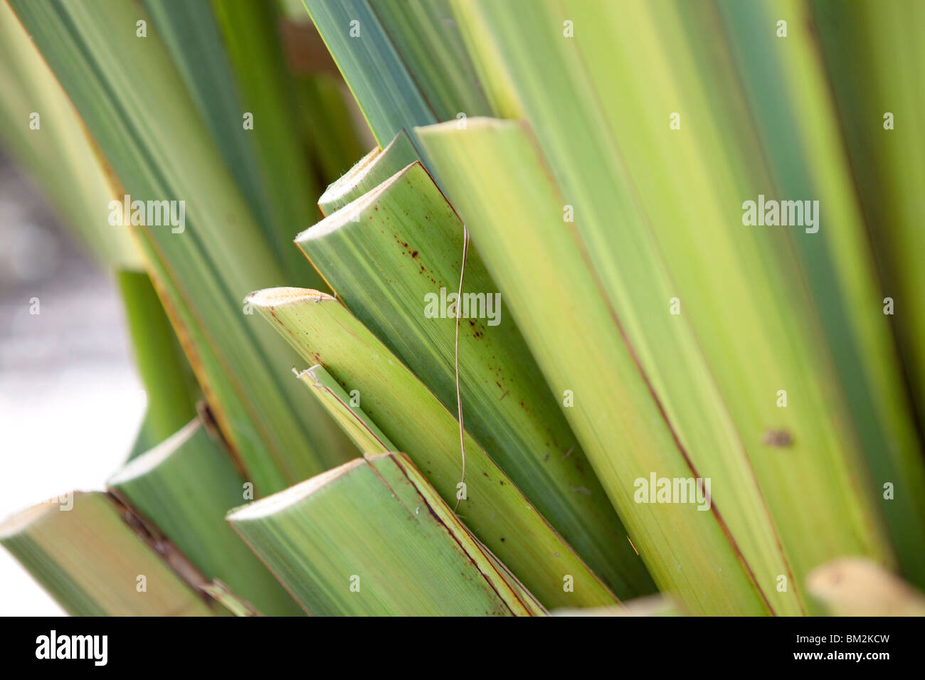 Cutting back garden shrubs hires stock photography and images Alamy