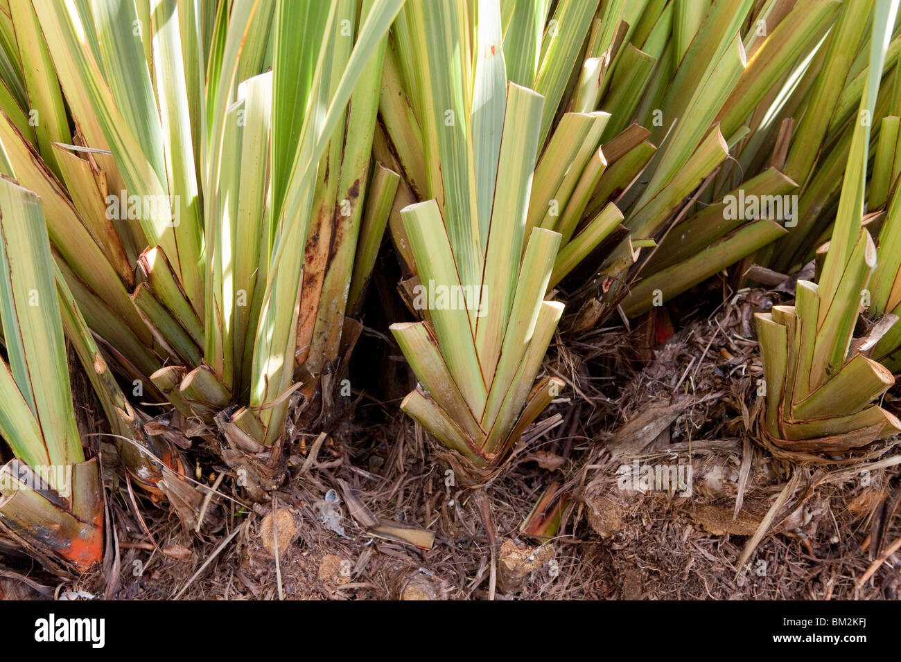 Phormium New Zealand Flax, cut back for new growth Stock Photo