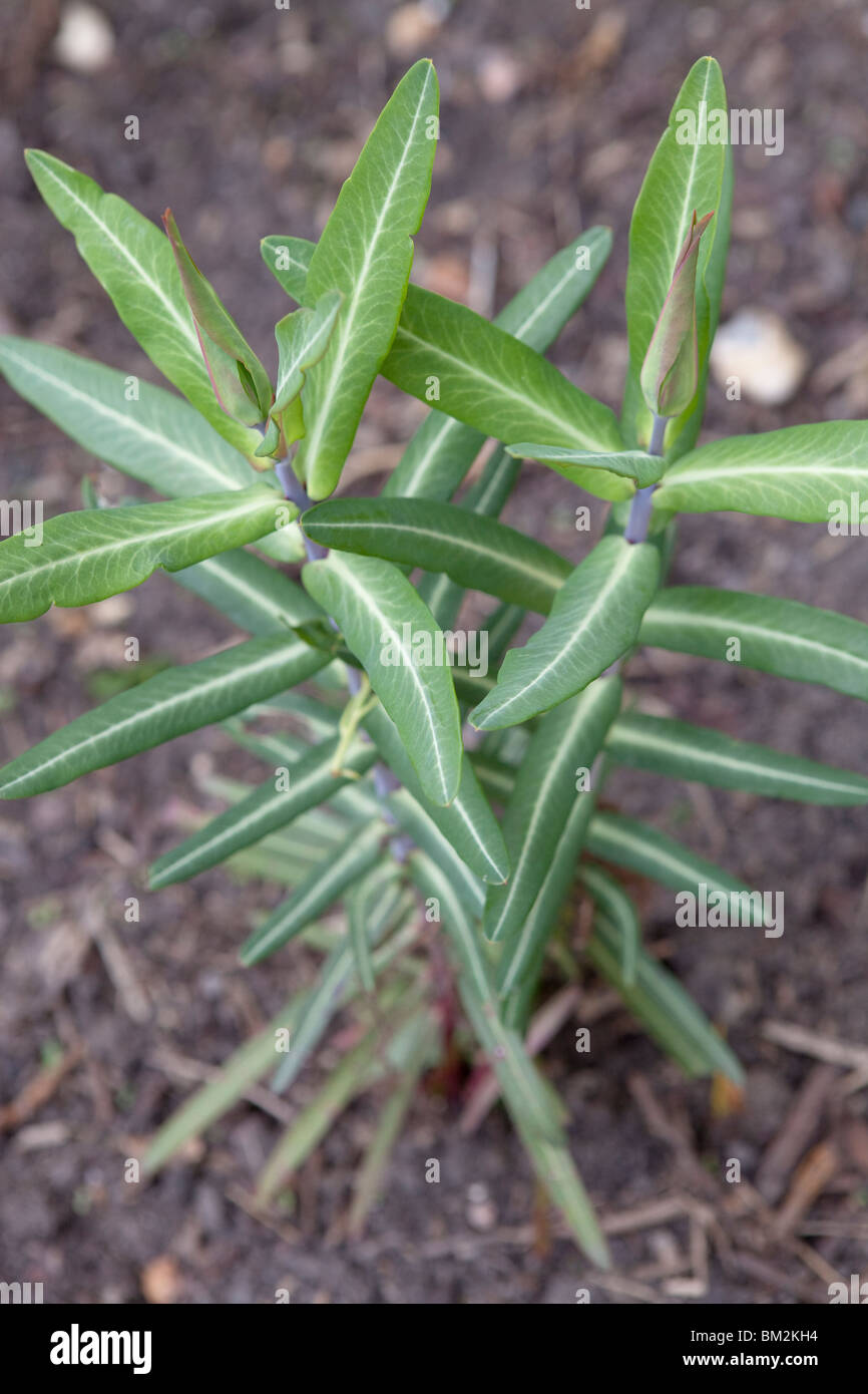 Euphorbia lathyris (Caper Spurge or Paper Spurge) is a species of spurge Stock Photo