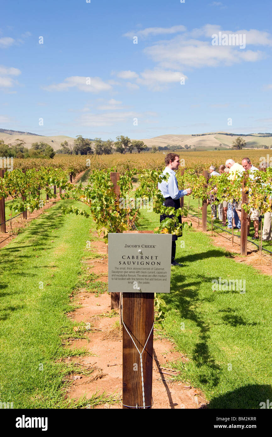 Visitors being shown the vines at Jacob's Creek winery in the Barossa Valley in South Australia Stock Photo