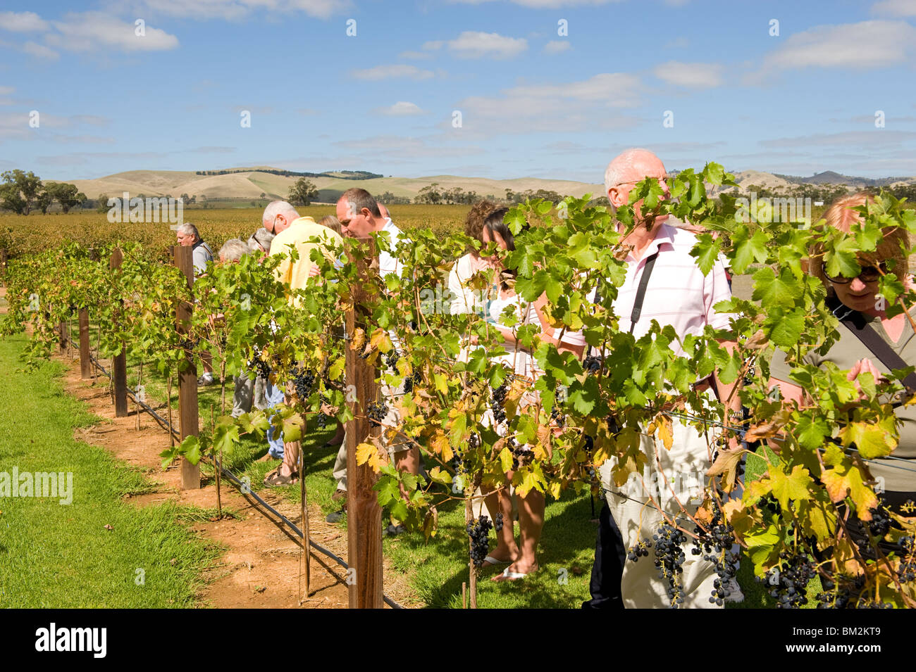 Visitors trying out the grapes on the vines at Jacob's Creek winery in the Barossa Valley in South Australia Stock Photo
